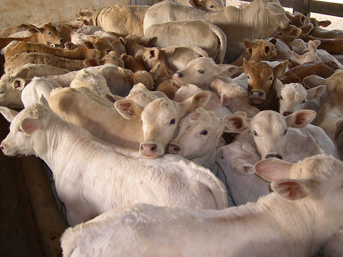 Forti le ripercussioni della vicenda diossina anche sul mercato delle carni bovine
